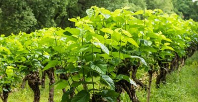 桑黄2000元一斤是真是假 桑黄菌种植回收靠谱吗