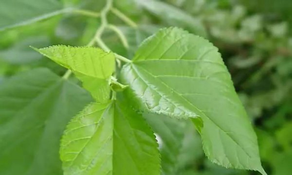 桑黄2000元一斤是真是假