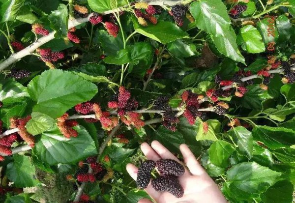 桑黄2000元一斤是真是假