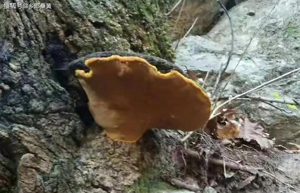 桑黄2000元一斤是真是假