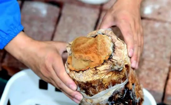 桑黄2000元一斤是真是假