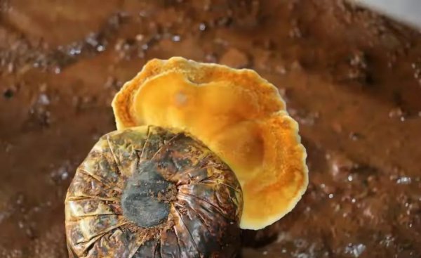 桑黄2000元一斤是真是假