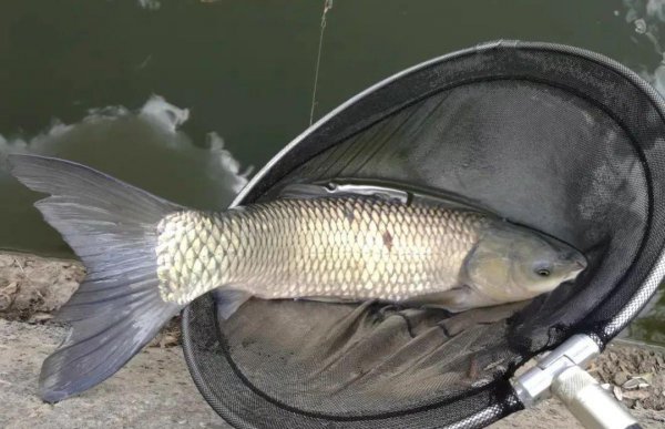 阿波钓法图解是怎么钓的