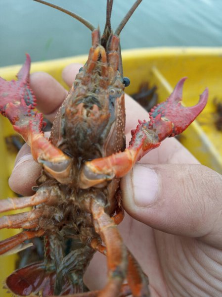 为什么龙虾养殖10有9亏