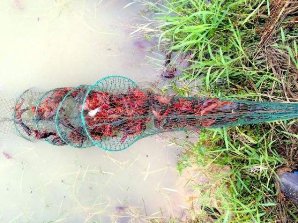 为什么龙虾养殖10有9亏