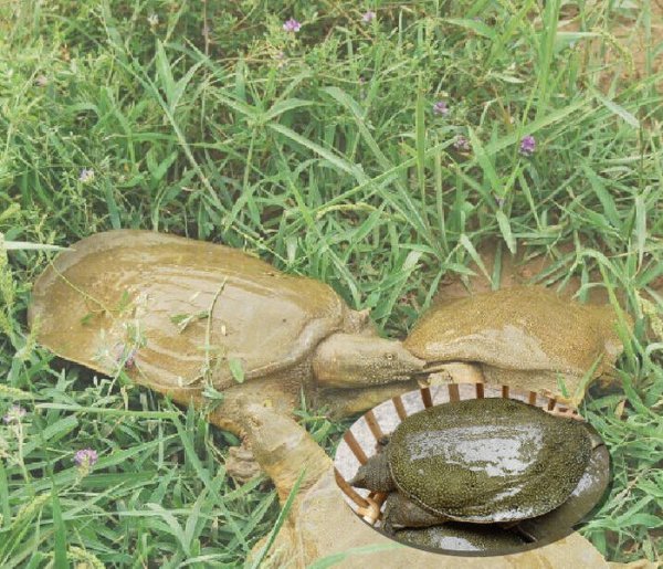 为什么龙虾养殖10有9亏