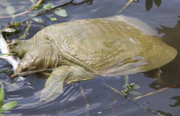 为什么龙虾养殖10有9亏