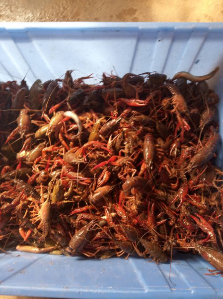 为什么龙虾养殖10有9亏