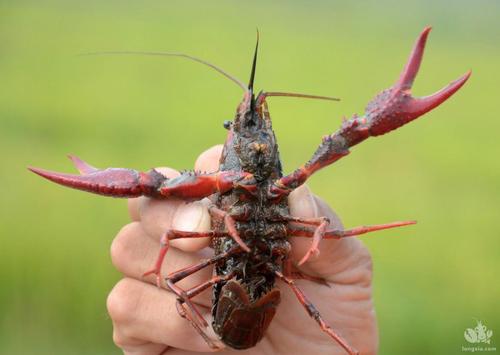 为什么龙虾养殖10有9亏