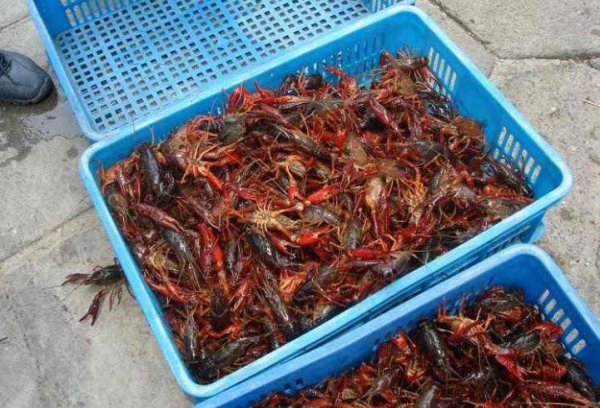 为什么龙虾养殖10有9亏