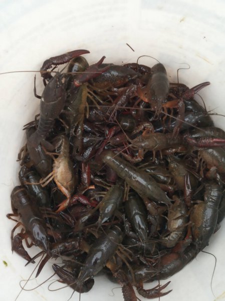 为什么龙虾养殖10有9亏