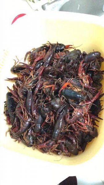 为什么龙虾养殖10有9亏