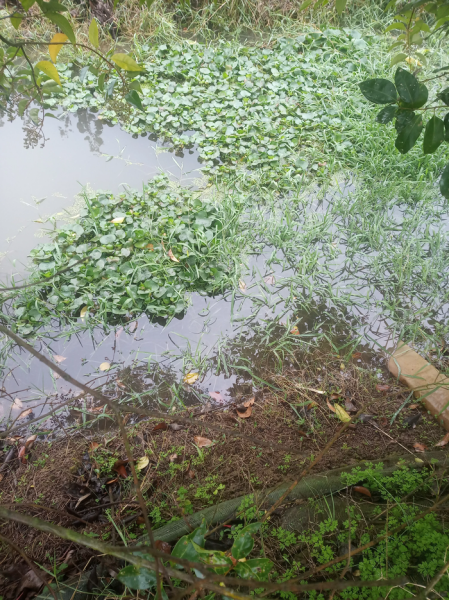 为什么龙虾养殖10有9亏