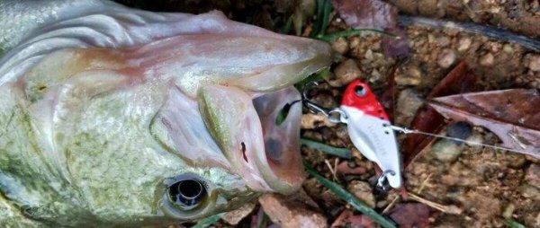 路亚翘嘴用什么饵最好