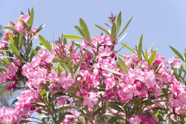 长得好看却有毒的花有哪些