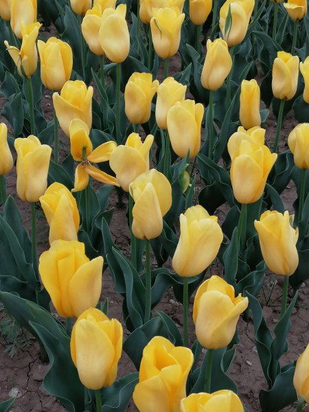 长得好看却有毒的花有哪些