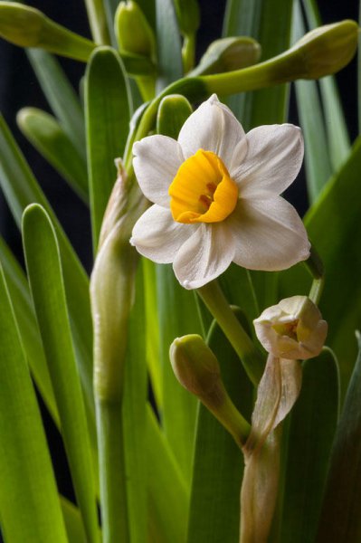 长得好看却有毒的花有哪些