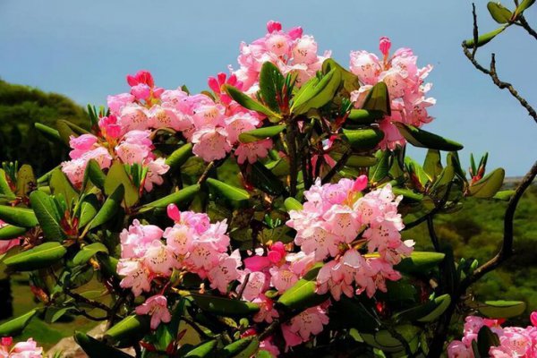 长得好看却有毒的花有哪些