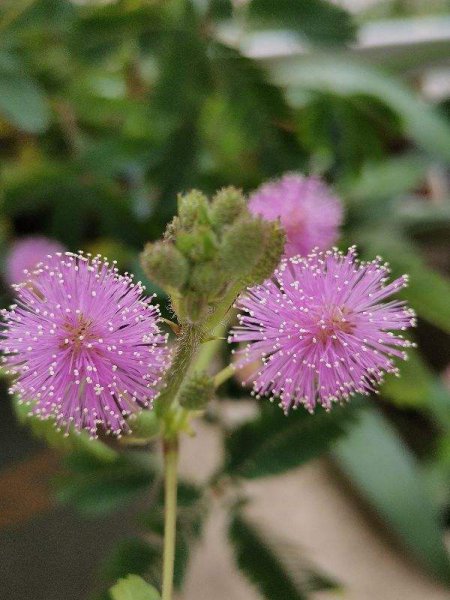 长得好看却有毒的花有哪些