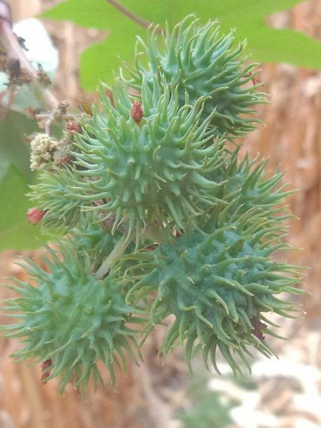 长得好看却有毒的花有哪些