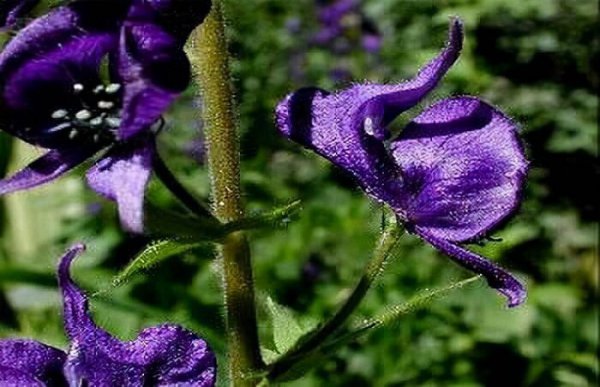 长得好看却有毒的花有哪些