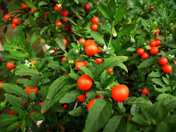 长得好看却有毒的花有哪些