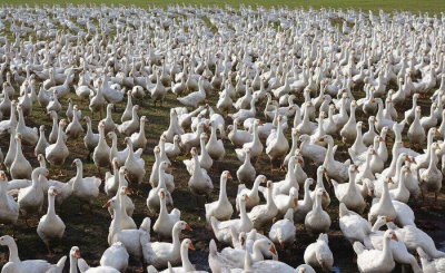 农村养什么赚钱好养 农村除了养猪养什么还比较赚钱