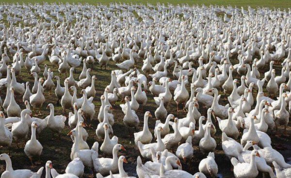 农村养什么赚钱好养