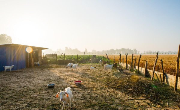 农村养什么赚钱好养