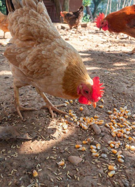 农村养什么赚钱好养