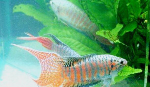 不用打氧气的观赏鱼