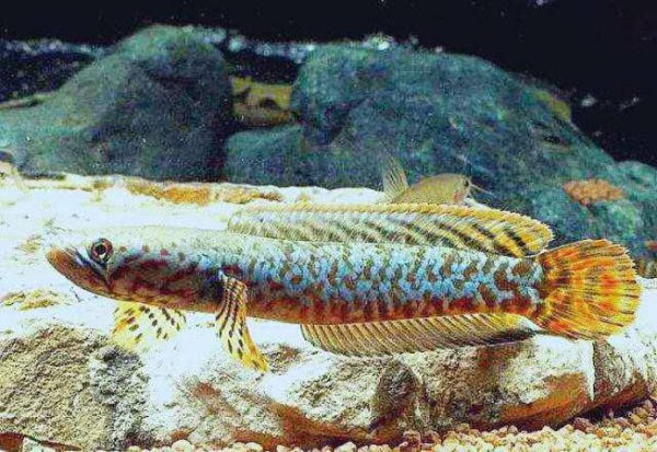 不用打氧气的观赏鱼