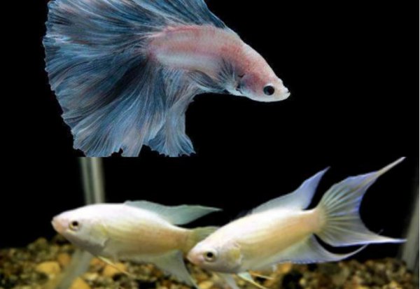 不用打氧气的观赏鱼