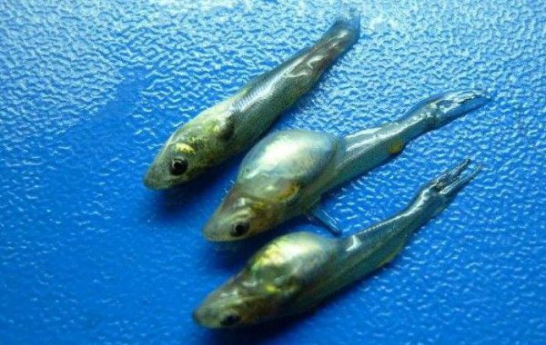 气泡病产生的原因及处理方法