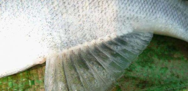 气泡病产生的原因及处理方法