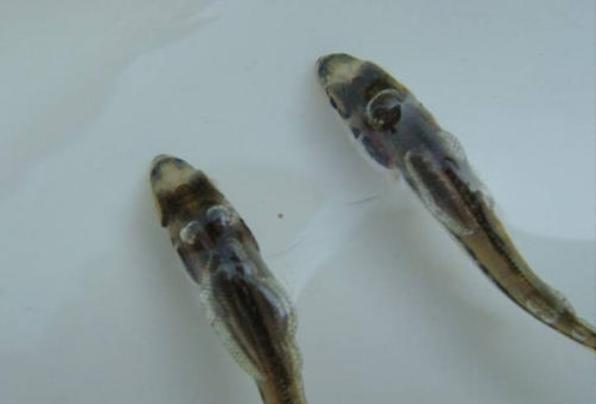 气泡病产生的原因及处理方法