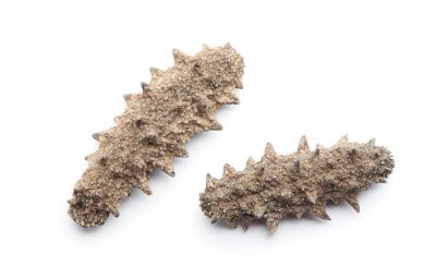 如何区分海参是返盐还是发霉 怎么看干海参是否霉变