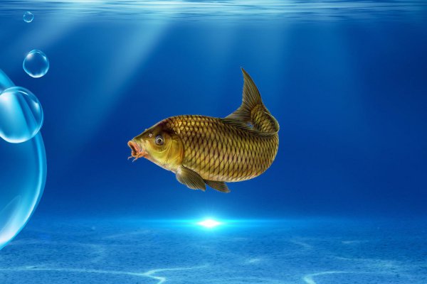 鲤鱼怎么钓效果最好