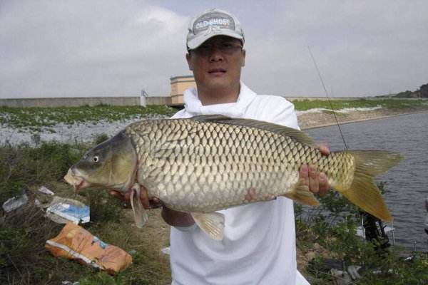 鲤鱼怎么钓效果最好