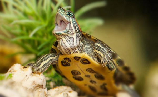 巴西龟认识主人吗