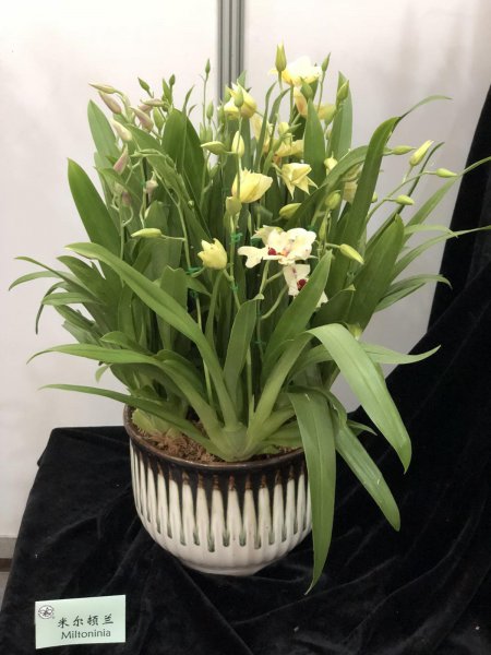 人民币上的花是什么花