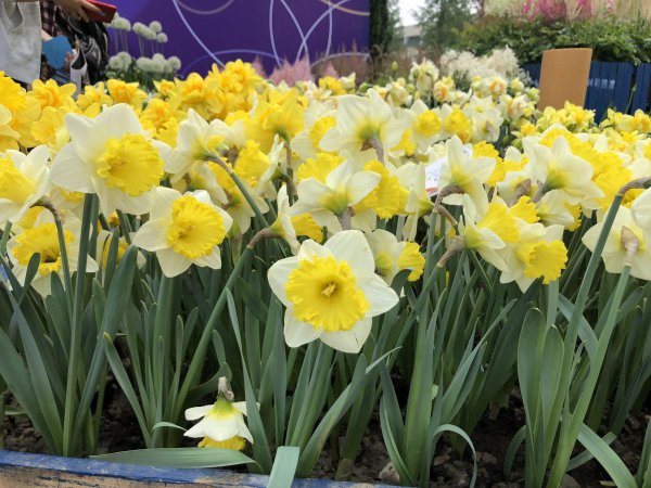 人民币上的花是什么花