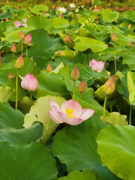 人民币上的花是什么花