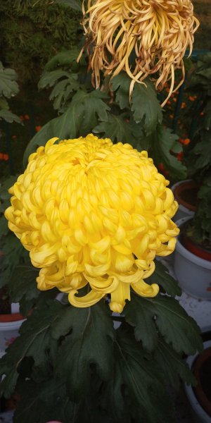 人民币上的花是什么花