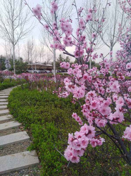 人民币上的花是什么花