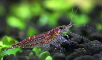 养虾需要什么条件和技术 要用什么方法可以把虾养好