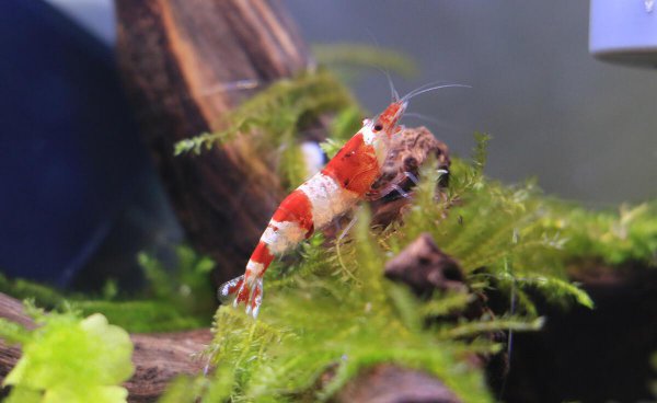 养虾需要什么条件和技术