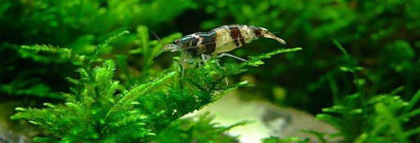 养虾需要什么条件和技术