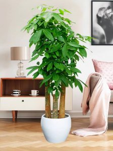 十大净化空气植物 哪些植物可以去甲醛使空气变好