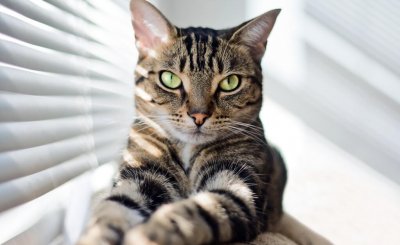 狸花猫和美短的区别 如何区分美短虎斑和中国狸花猫